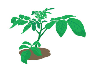green plant of potato - vector illustration