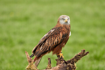 Red kite, bird of prey portrait. The bird sits on a stump, looks straight into the camera
