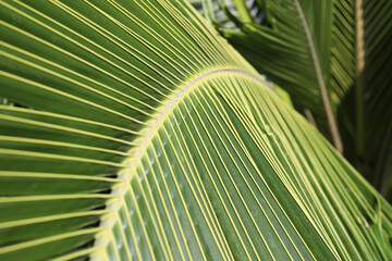 Coconut leaf on a sunshine day