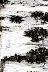 Obraz premium white bark texture of birch tree