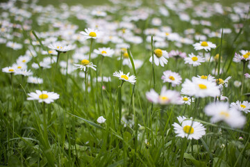 field of daisies