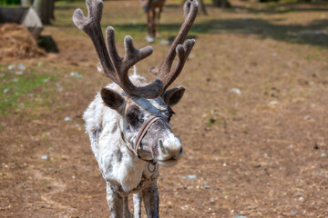 Reindeer on the farm in the paddock