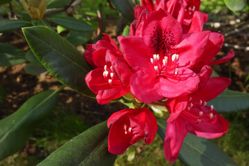 Close up of blooming rhododendron bush on green grass background. Pink or red flowers with green leaves background on the back. Sunny summer or spring day.