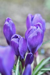Closeup macro of purple flowers