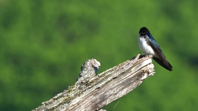 A tree swallow sitting on a dead tree stump.