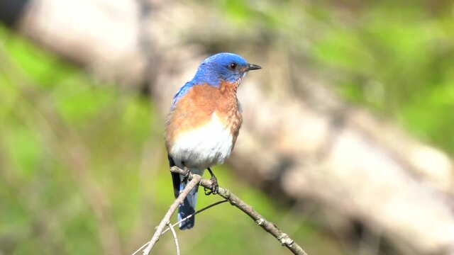 An eastern bluebird sitting on a small branch in the outdoors.