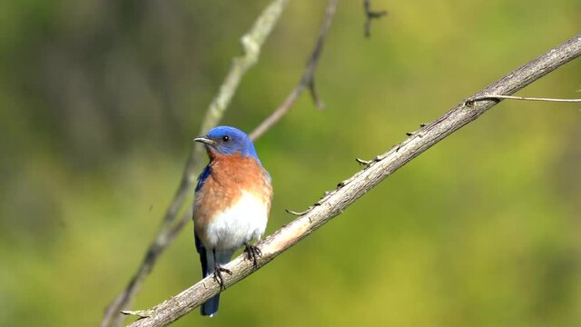 An eastern bluebird sitting on a small branch in the outdoors preening its feathers.