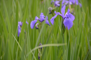 雨の日の大田神社の杜若