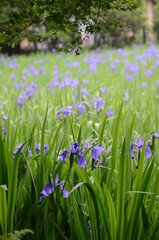 雨の日の大田神社の杜若