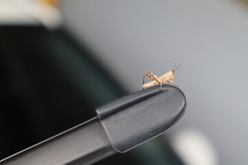Grasshopper lurking in a windshield wiper on a sunny day