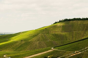 Stuttgarter Weinberge