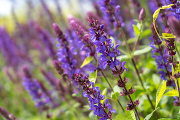 Sage oak flower close-up. Summer floral background. Medicinal plant in a flower bed. Gardening