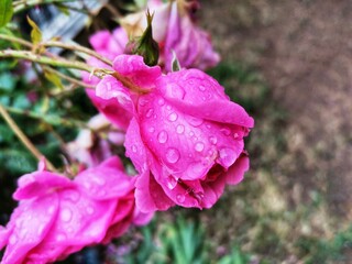 Pink rose. Rose with rain on it. Rose Garden.