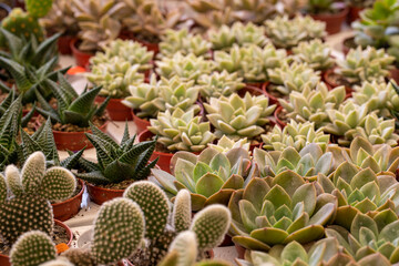 Ornamental plants for sale on the counter.