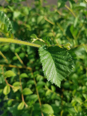 Ulmus Minor very nice shape for a plant green, elongated and elegant
