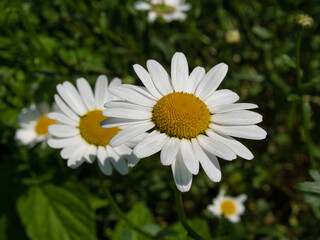 Close-up of a white flower of the species marguerite (Leucanthemum vulgare) with inflorescence. Focus on the foreground, blurred flower meadow in the background.