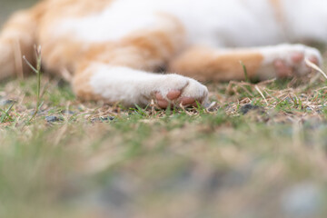 猫の足　茶白猫