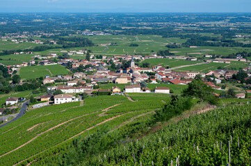 Paysage de vignoble dans le Beaujolais au printemps autour du village de Fleurie