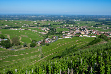 Paysage de vignoble dans le Beaujolais au printemps autour du village de Fleurie