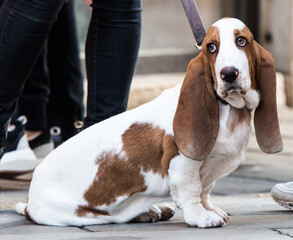 Bassett Hound