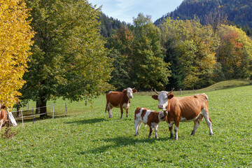 Fototapeta na wymiar Beautiful swiss cows. Alpine meadows with fresh green grass and clorful trees. Mountain autumn landscape