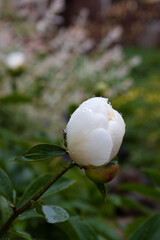 White peony with water droplets on petals