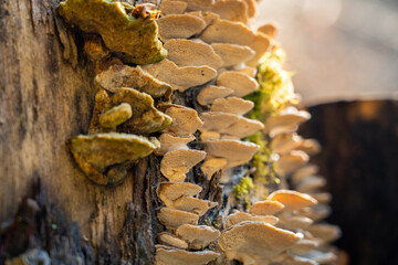 Baumschwamm am Baumstamm