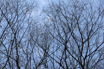 すっかり落葉した木と青空
