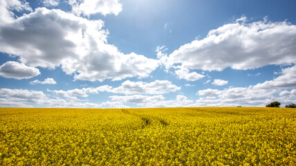 Beautiful landscape with yellow blossom field of conola flowers and blue summer sky with clouds. Wonderful agriculture landscape background. Rich harvest concept. Rural scenery. natural energy product