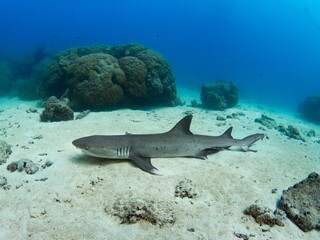 Whitetip reef shark lying on sandy bottom (Noumea, New Caledonia)