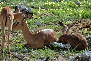 impala (aepyceros melampus), mother with her young in etosha national park, namibia