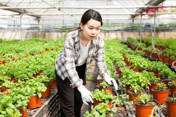 Skilled florist woman engaged in cultivation of plants of mint in greenhouse. High quality photo