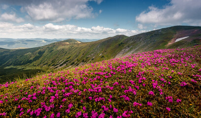 Fototapeta premium Wonderful sunny nature landscape. View on mountain valley with blossoming pink phododendron flowers. Spring scenery. Carpathian mountains. Ukraine