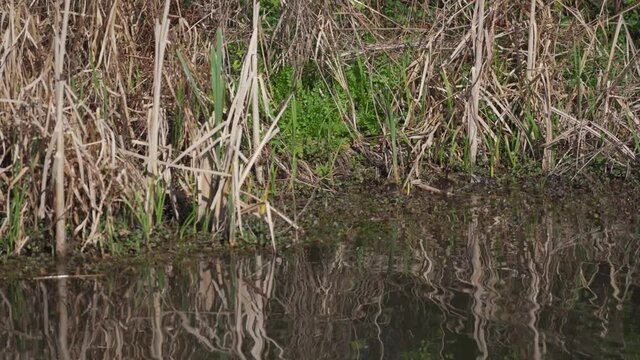 Baby ducklings hidden and camouflaged in canal reed background