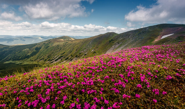 Wonderful sunny nature landscape. View on mountain valley with blossoming pink phododendron flowers. Spring scenery. Carpathian mountains. Ukraine