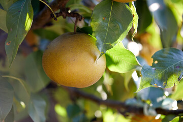 Pear Tree and Pear 
배나무와 배 열매