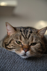Naklejka na ściany i meble british shorthair marble colored cat sleeps close up