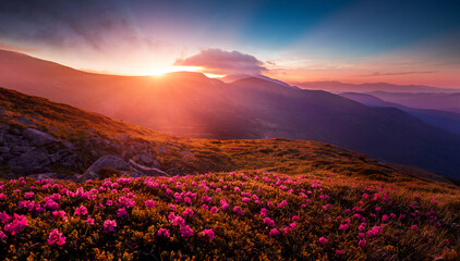 Naklejka na ściany i meble Fantastic coloful summer sunset with rhododendron flowers. Awesome alpine highlands with blossoming rhododendron flowers with dramatic sky..Vibrant nature background. scenic photo of wild nature.