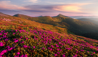 Fototapeta na wymiar Awesome Mountain landscape during sunset. Pink rhododendron flowers on under sunlight. Amazing nature scenery. Stunning natural landscape background. Travel adventure and freedom concept.