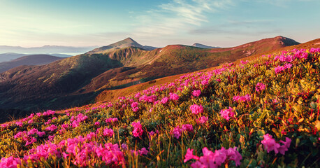Awesome alpine highlands during sunset. Scenic image of vivid Landscape in sunlit. Amazing Scenery of nature with flowering mountain hills. Incredible pink rhododendron flowers. Carpathian mountains