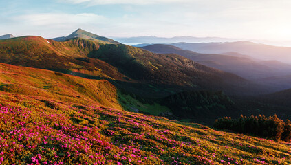 Awesome alpine highlands during sunrise. Scenic image of vivid Landscape in sunlit. Amazing Scenery of nature with flowering mountain hills. Incredible pink rhododendron flowers. Carpathian mountains