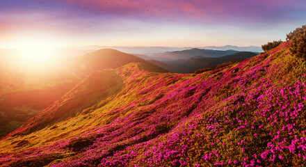 Fantastic coloful summer sunset with rhododendron flowers. Awesome alpine highlands with blossoming rhododendron flowers with dramatic sky..Vibrant nature background. scenic photo of wild nature.
