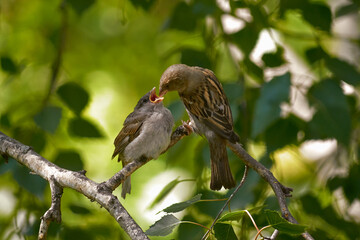 A sparrow feeds its chick. Hungry sparrow chick with open beak