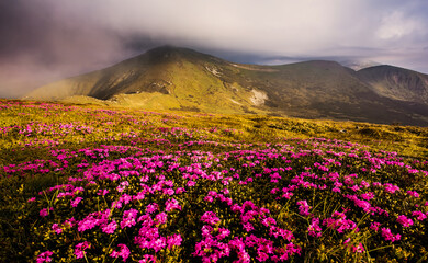 Naklejka na ściany i meble Awesome Mountain valley during sunrise with overcast sky under sunlit. Beautiful nature landscape with pink Rhododendron flowers in the spring time. Natural background. Postcard. Carpathyan mountains