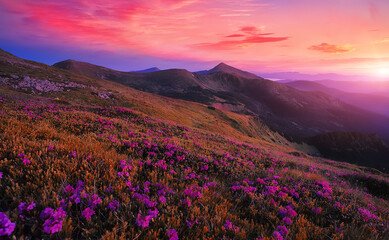 Plakat Fantastic coloful summer sunset with rhododendron flowers. Awesome alpine highlands with blossoming rhododendron flowers with dramatic sky..Vibrant nature background. scenic photo of wild nature.