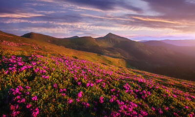 Naklejka na ściany i meble Fabulous colorful Scenery in mountains during sunset. Amazing nature landscape with picturesque sky and blossoming hills with pink rhododendron flowers on foreground. Gorgeous natural background.