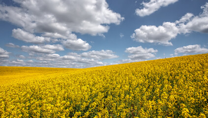 Fototapeta premium Yellow field rapeseed in bloom. Flowering canola with beautiful clouds on sky. Concept of farming for green energy and oil industry. agricultural and rich harvest concept. rural nature scenery
