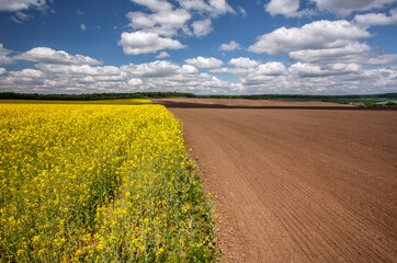 Yellow field rapeseed in bloom. Flowering canola with beautiful clouds on sky. Concept of farming for green energy and oil industry. agricultural and rich harvest concept. rural nature scenery