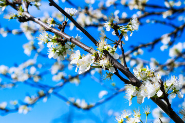 plum blossom branches against the blue sky
