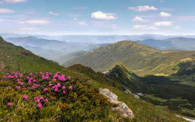 Naklejka na ściany i meble Wonderful sunny nature landscape. View on mountain valley with blossoming pink phododendron flowers. Spring scenery. Carpathian mountains. Ukraine